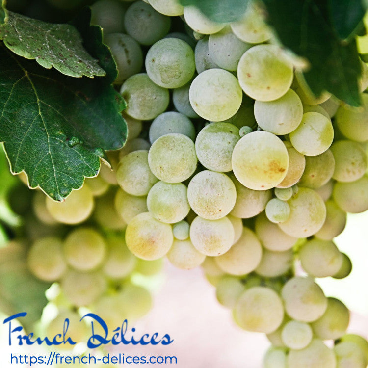 Discover the Enchanting Wines of Alsace: A Fusion of Cultures and Flavors