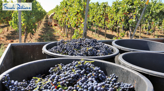 Cheers to Syrah! Celebrate International Syrah Day in February