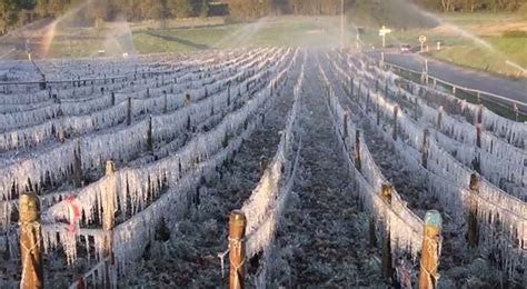 Spring frost hit France's vines